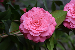 April Rose Camellia (Camellia japonica 'April Rose') at Valley View Farms