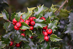 Red Beauty Holly (Ilex 'Rutzan') at Valley View Farms