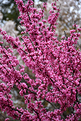 Appalachian Red Redbud (Cercis canadensis 'Appalachian Red') at Valley View Farms