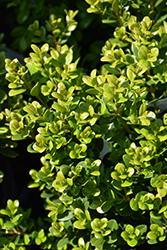 Little Missy Boxwood (Buxus microphylla 'Little Missy') at Valley View Farms
