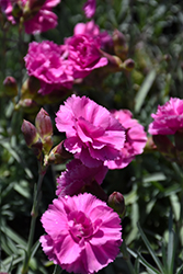 Scent First Tickled Pink Pinks (Dianthus 'Devon PP11') at Valley View Farms