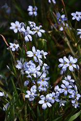 Suwannee Blue-Eyed Grass (Sisyrinchium angustifolium 'Suwannee') at Valley View Farms