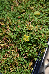 Minutissima Minature Moneywort (Lysimachia japonica 'Minutissima') at Valley View Farms