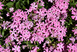 Short And Sweet Wild Pink (Silene caroliniana 'Short And Sweet') at Valley View Farms