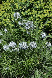 Butterscotch Blue Star (Amsonia hubrichtii 'Butterscotch') at Valley View Farms