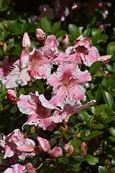 Encore Autumn Sunburst® Azalea (Rhododendron 'Roblet') at Valley View Farms