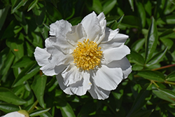 Krinkled White Peony (Paeonia 'Krinkled White') at Valley View Farms
