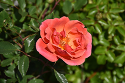 Coral Knock Out Rose (Rosa 'Radral') at Valley View Farms
