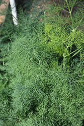 Fernleaf Dill (Anethum graveolens 'Fernleaf') at Valley View Farms