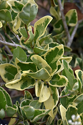 Jack Frost Japanese Privet (Ligustrum japonicum 'Jack Frost') at Valley View Farms