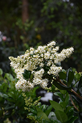 Japanese Privet (Ligustrum japonicum) at Valley View Farms