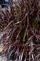 Purple Fountain Grass (Pennisetum setaceum 'Rubrum') at Valley View Farms