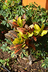 Variegated Croton (Codiaeum variegatum var. pictum) at Valley View Farms