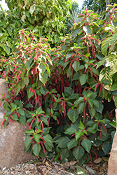 Firetail Chenille Plant (Acalypha hispida) at Valley View Farms