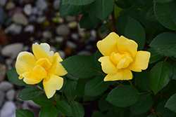 Sunny Knock Out Rose (Rosa 'Radsunny') at Valley View Farms