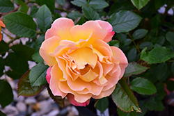 Rosie The Riveter Rose (Rosa 'WEKzazou') at Valley View Farms