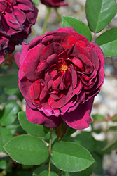 Darcey Bussell Rose (Rosa 'Darcey Bussell') at Valley View Farms