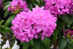 Roseum Pink Rhododendron (Rhododendron catawbiense 'Roseum Pink') at Valley View Farms