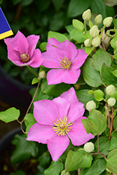 Endellion Clematis (Clematis 'Evipo076') at Valley View Farms