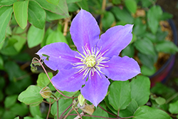 Chevalier Clematis (Clematis 'Evipo040') at Valley View Farms