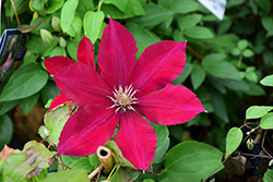 Rebecca Clematis (Clematis 'Rebecca') at Valley View Farms