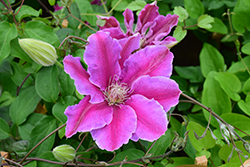 Dr. Ruppel Clematis (Clematis 'Dr. Ruppel') at Valley View Farms