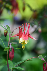 Wild Red Columbine (Aquilegia canadensis) at Valley View Farms