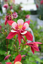 Origami Red and White Columbine (Aquilegia 'Origami Red and White') at Valley View Farms