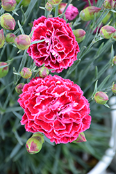 Fruit Punch Cherry Vanilla Pinks (Dianthus 'Cherry Vanilla') at Valley View Farms