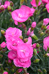 Fruit Punch Sweetie Pie Pinks (Dianthus 'Sweetie Pie') at Valley View Farms