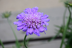 Butterfly Blue Pincushion Flower (Scabiosa 'Butterfly Blue') at Valley View Farms