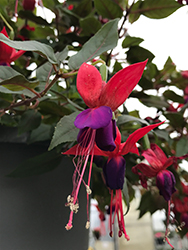 Lady in Black Fuchsia (Fuchsia 'Lady in Black') at Valley View Farms
