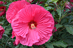 Summer In Paradise Hibiscus (Hibiscus 'Summer In Paradise') at Valley View Farms