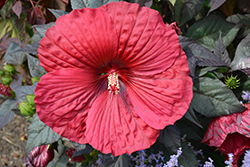 Summerific Holy Grail Hibiscus (Hibiscus 'Holy Grail') at Valley View Farms