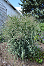 Northwind Switch Grass (Panicum virgatum 'Northwind') at Valley View Farms