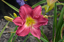 Happy Ever Appster Romantic Returns Daylily (Hemerocallis 'Romantic Returns') at Valley View Farms