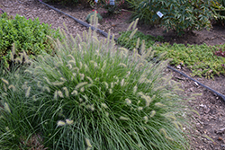 Little Bunny Dwarf Fountain Grass (Pennisetum alopecuroides 'Little Bunny') at Valley View Farms