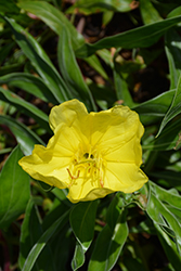 Ozark Sundrops (Oenothera missouriensis) at Valley View Farms