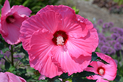 Airbrush Effect Hibiscus (Hibiscus 'Airbrush Effect') at Valley View Farms