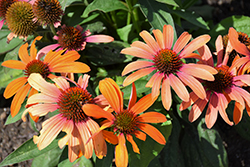 Color Coded Orange You Awesome Coneflower (Echinacea 'Orange You Awesome') at Valley View Farms