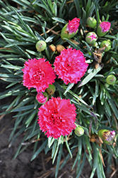 Fruit Punch Cranberry Cocktail Pinks (Dianthus 'Cranberry Cocktail') at Valley View Farms