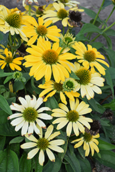 Color Coded Yellow My Darling Coneflower (Echinacea 'Yellow My Darling') at Valley View Farms