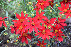Sizzle And Spice Hot Paprika Tickseed (Coreopsis verticillata 'Hot Paprika') at Valley View Farms