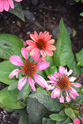Eye-Catcher Coral Craze Coneflower (Echinacea 'Coral Craze') at Valley View Farms