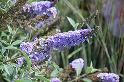 Monarch Glass Slippers Butterfly Bush (Buddleia 'Glass Slippers') at Valley View Farms