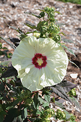 Summerific French Vanilla Hibiscus (Hibiscus 'French Vanilla') at Valley View Farms