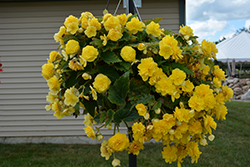 Nonstop Joy Yellow Begonia (Begonia 'Nonstop Joy Yellow') at Valley View Farms
