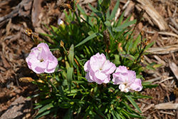 Constant Beauty Pink Pinks (Dianthus 'Constant Beauty Pink') at Valley View Farms