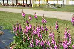 Pink Panther Foxglove (Digitalis 'Pink Panther') at Valley View Farms