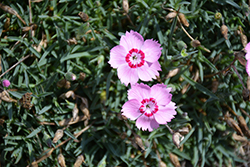 Mountain Frost Pink Carpet Pinks (Dianthus 'KonD1010K2') at Valley View Farms